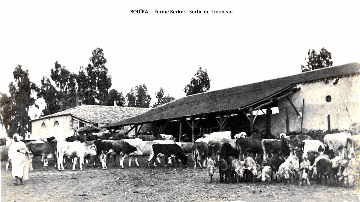 Bouira - Ferme Becker - Sortie du Troupeau.jpg